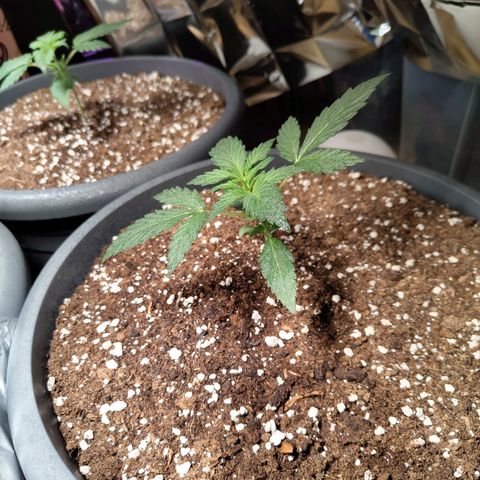 Quick One growlog timeline photo