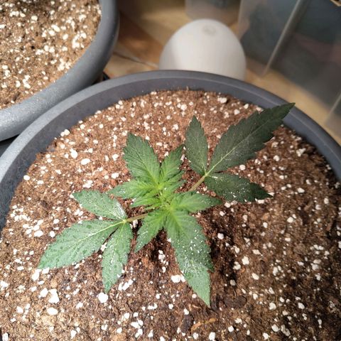 Quick One growlog timeline photo