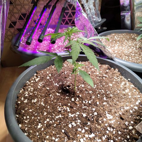 Quick One growlog timeline photo