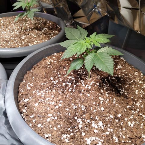 Quick One growlog timeline photo