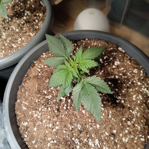 Quick One growlog timeline photo