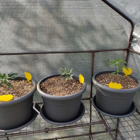 Quick One growlog photo: Erstes mal Gewächszelt