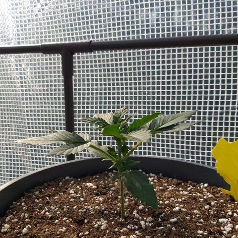 Quick One growlog photo: Erster ganzer Tag gewächshaus