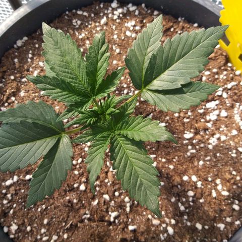 Quick One growlog photo: Erster ganzer Tag gewächshaus