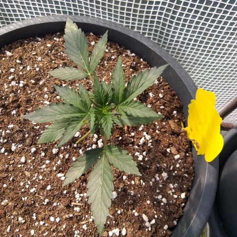 Quick One growlog photo: Erster ganzer Tag gewächshaus