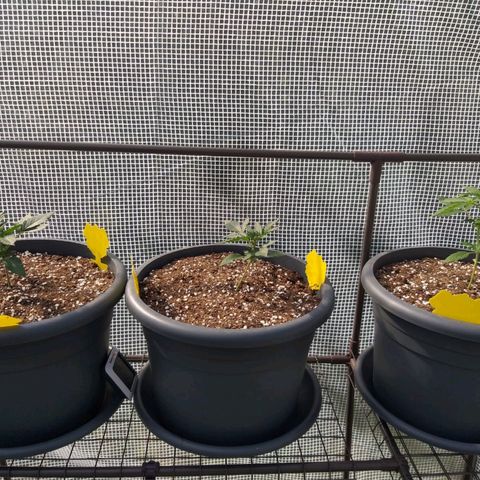 Quick One growlog photo: Erster ganzer Tag gewächshaus
