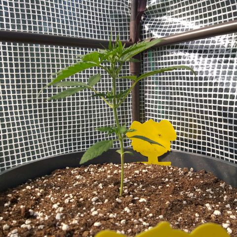 Quick One growlog photo: Erster ganzer Tag gewächshaus