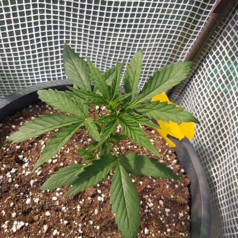 Quick One growlog photo: Erster ganzer Tag gewächshaus