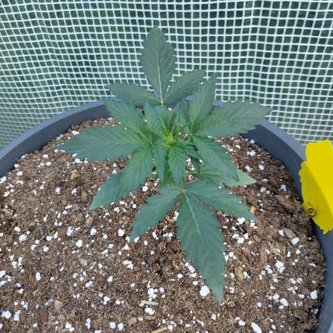 Quick One growlog photo: Optimierungsbedarf 😅
