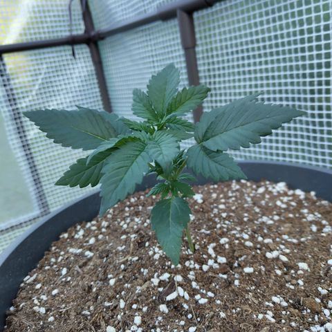 Quick One growlog photo: Optimierungsbedarf 😅