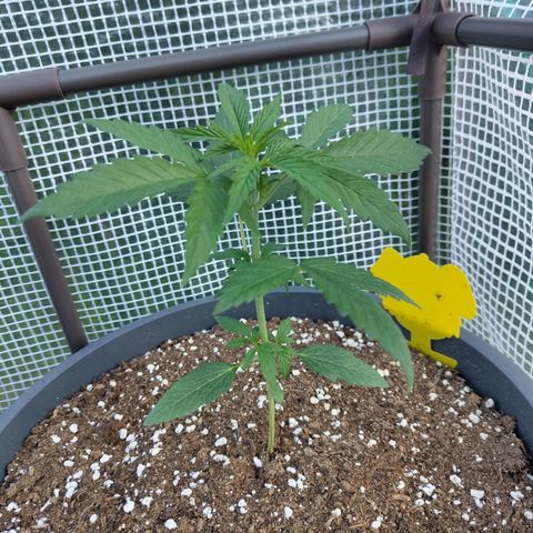 Quick One growlog photo: Optimierungsbedarf 😅