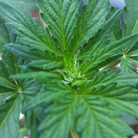 Quick One growlog timeline photo