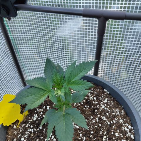 Quick One growlog timeline photo