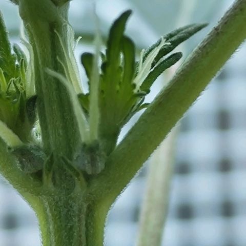 Quick One growlog timeline photo