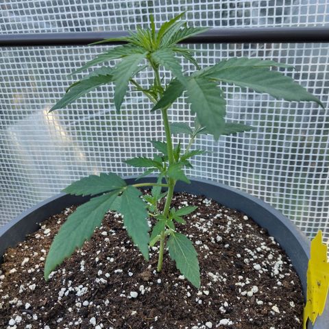 Quick One growlog timeline photo