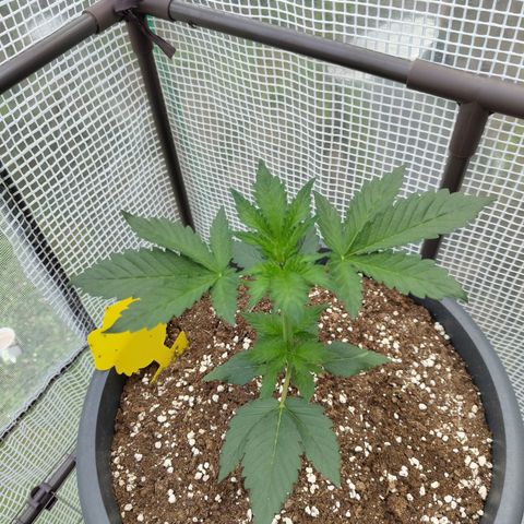 Quick One growlog timeline photo