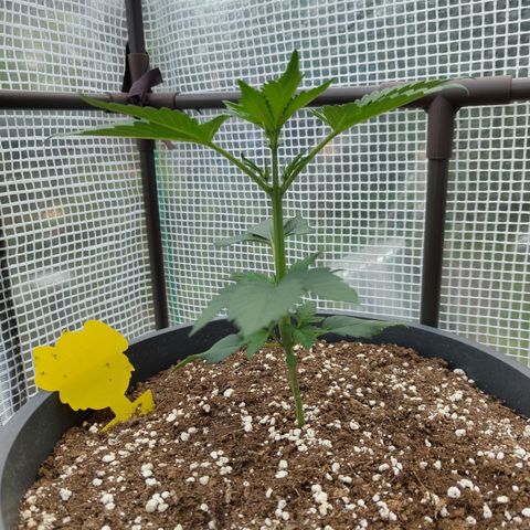 Quick One growlog timeline photo