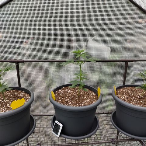 Quick One growlog timeline photo