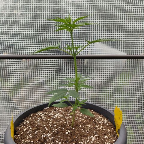 Quick One growlog timeline photo