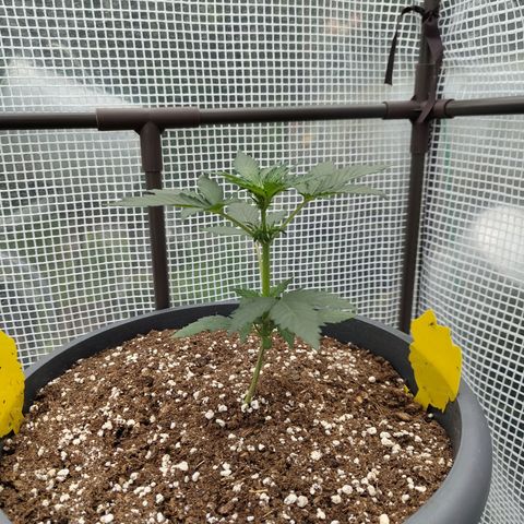 Quick One growlog timeline photo