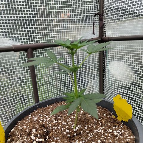 Quick One growlog timeline photo
