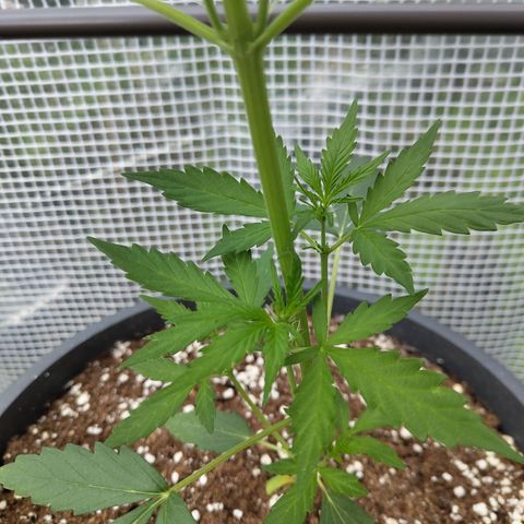 Quick One growlog timeline photo