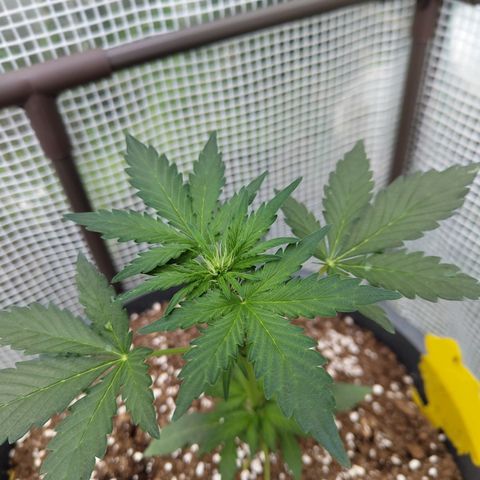 Quick One growlog timeline photo