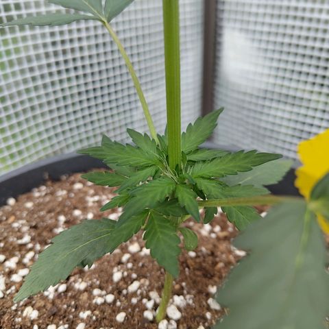 Quick One growlog timeline photo
