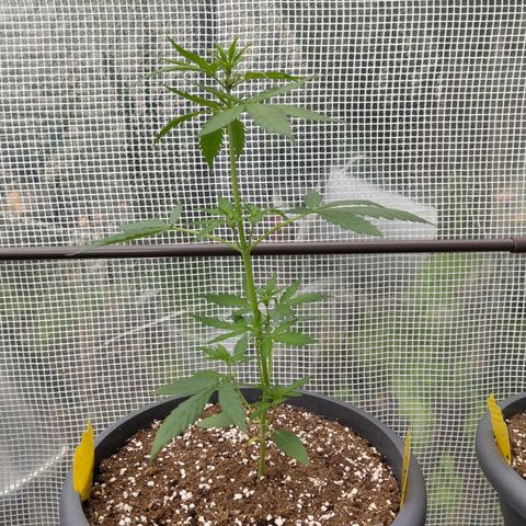 Quick One growlog timeline photo
