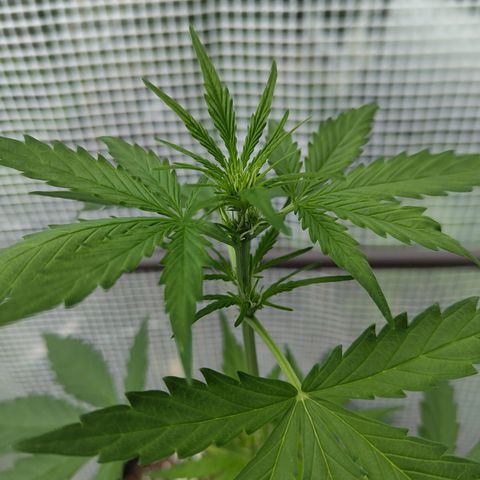 Quick One growlog timeline photo