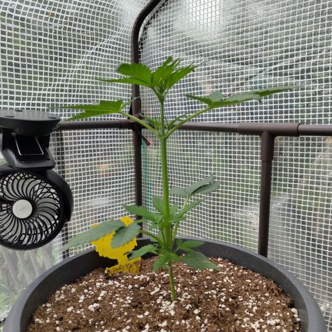 Quick One growlog timeline photo