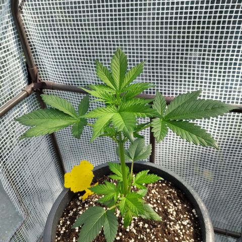 Quick One growlog timeline photo
