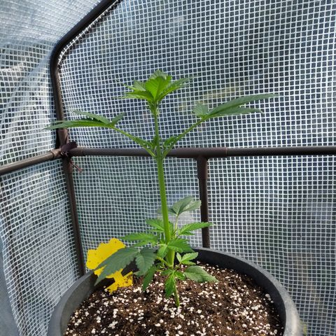 Quick One growlog timeline photo