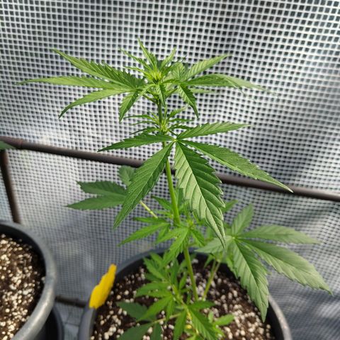 Quick One growlog timeline photo