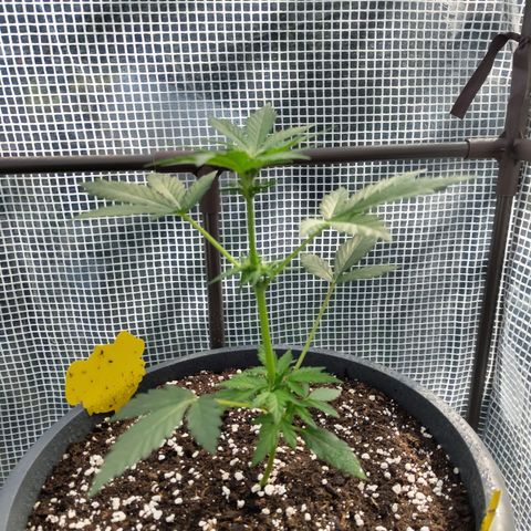Quick One growlog timeline photo