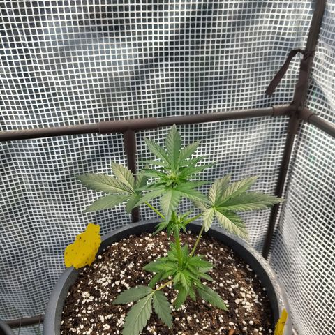 Quick One growlog timeline photo