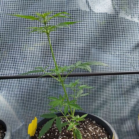 Quick One growlog timeline photo