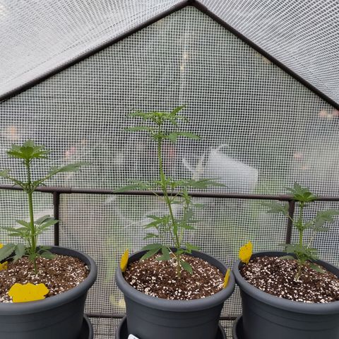 Quick One growlog timeline photo