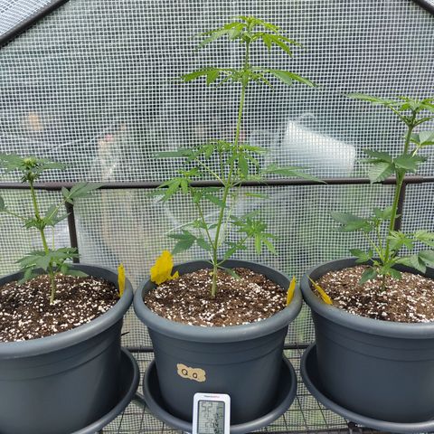 Quick One growlog timeline photo