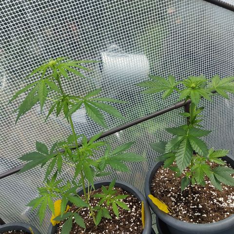 Quick One growlog timeline photo