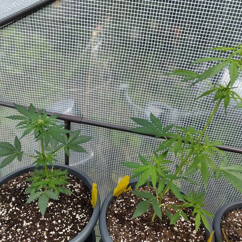 Quick One growlog timeline photo