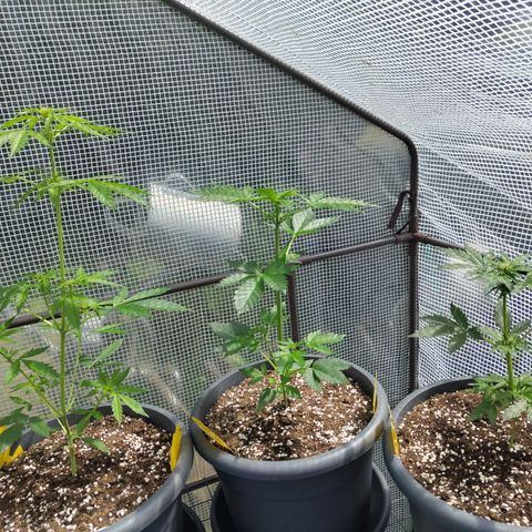Quick One growlog timeline photo