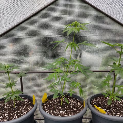 Quick One growlog timeline photo