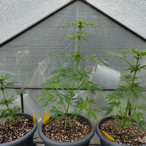 Quick One growlog timeline photo