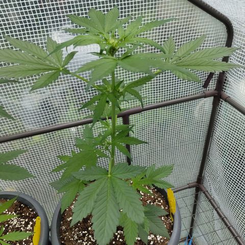 Quick One growlog timeline photo