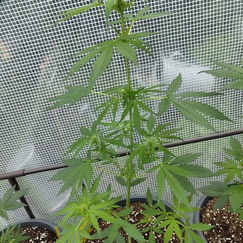 Quick One growlog timeline photo