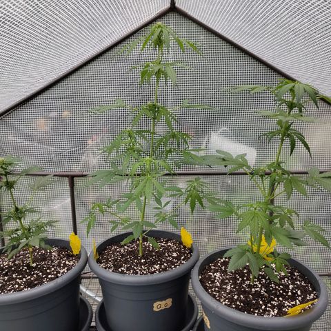 Quick One growlog timeline photo