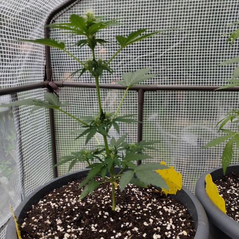 Quick One growlog timeline photo