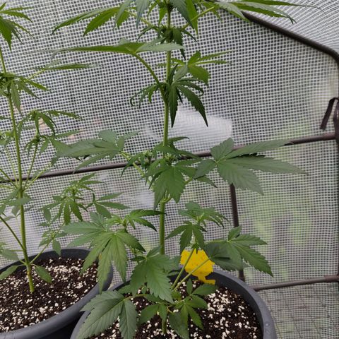 Quick One growlog timeline photo