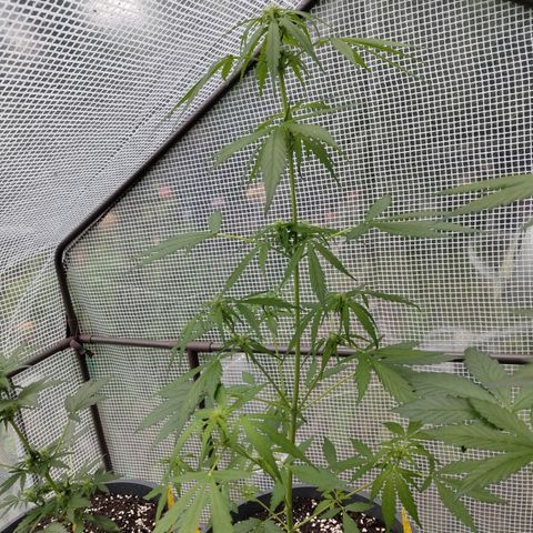 Quick One growlog timeline photo